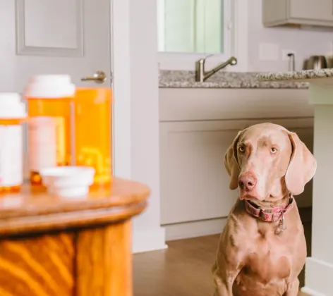 Dog looking at medication on a table